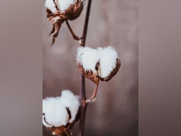Business News | US Poised to Gain Most from India's Raw Cotton Import Duty Waiver: GTRI