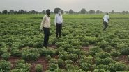 India News | Quality and Certified Seeds from Seed Corporation Driving Gujarat's Agricultural Growth