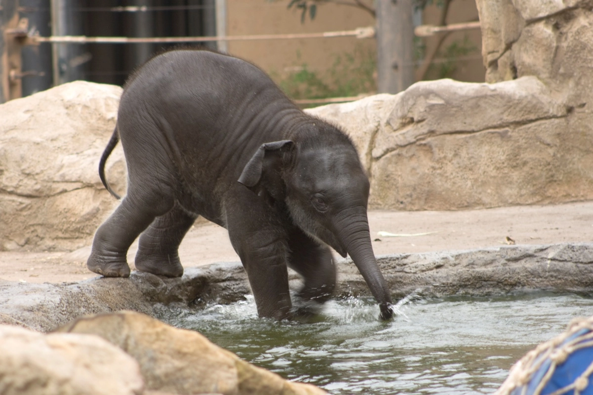 An elephant’s trunk has over 40,000 muscles, making it incredibly strong and flexible.