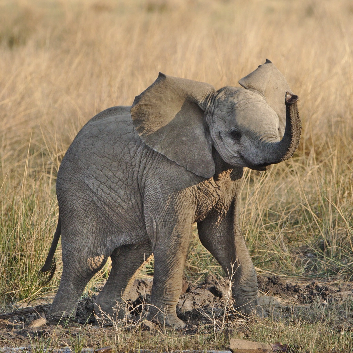 Elephants have the longest pregnancy in the animal kingdom, lasting about 22 months.