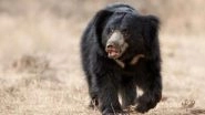 Bear Attack in Tamil Nadu: 8-Year-Old Assam Boy Mauled to Death by Sloth Bear in Valparai