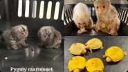 Exotic Wildlife Smuggling Busted at Chhatrapati Shivaji Airport: Mumbai Customs Foil Animal Smuggling, Arrests Passenger With Albino Red-Eared Slider Turtles, Marmosets, and Kinkajou (See Pics and Video)