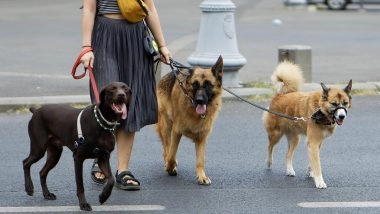 Case Truly Redefines 'For the Love of Dogs': Delhi High Court Quashes Case Between Neighbours Following Tiff Over Dog Walking, Asks Them To Donate INR 10,000 Each to Dog Shelter
