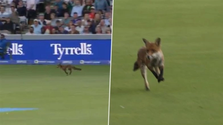 Fox Enters Pitch at Lord's Cricket Ground, Interrupts Play in London Spirit vs Oval Invincibles Match in The Hundred 2025 (Watch Video)