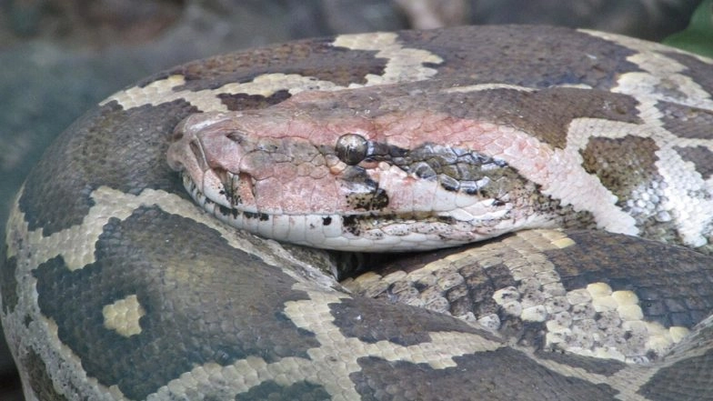 Snake Rescue in Mumbai: 10-Foot-Long Indian Rock Python Rescued From Residential Society in Mulund After Reptile Makes Its Way up a Tree Amid Heavy Rainfall, Video Surfaces