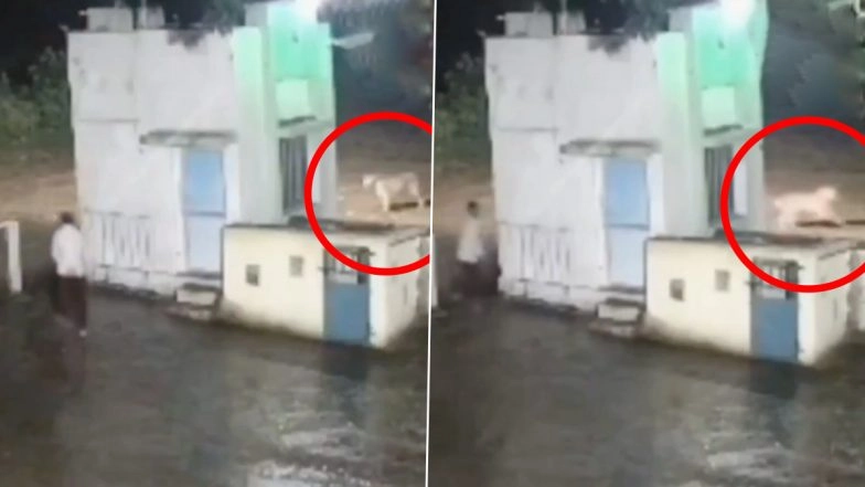 Junagadh: Man and Lion Come Face-to-Face Outside Cement Factory in Gujarat, Seen Running Away After Being Startled During Sudden Face-Off; Video Surfaces