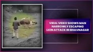 Narrow Escape! Man Approaches Feeding Lion, Barely Escapes Attack in Gujarat&rsquo;s Bhavnagar; Video Goes Viral