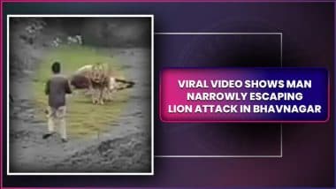 Narrow Escape! Man Approaches Feeding Lion, Barely Escapes Attack in Gujarat’s Bhavnagar; Video Goes Viral