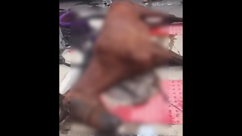 US Shocker: Central Park Carriage Horse 'Lady' Collapses and Dies on NYC Street, Disturbing Video Surfaces