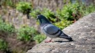 Mumbai: Businessman Fined INR 5,000 for Feeding Pigeons in Public