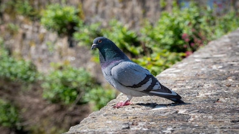 Jammu and Kashmir: Pigeon Carrying Chit With Message Stating 'IED' and 'Jammu Station' Caught by BSF at International Border in RS Pura, Probe Launched