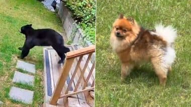 Canada: 5-Pound Pomeranian 'Scout' Chases Black Bear Out of Home in Vancouver After It Breaks In and Starts Wandering Around, Video Surfaces