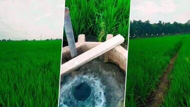Punjabi Tractor Girl Viral Video Latest: Harjinder Kaur Uppal aka Uppal Farm Girl Shares New Instagram Reel Capturing the Beauty of Her Lush Crops (Watch)