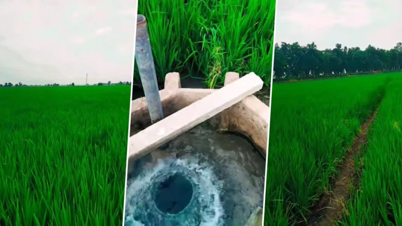 Punjabi Tractor Girl Viral Video Latest: Harjinder Kaur Uppal aka Uppal Farm Girl Shares New Instagram Reel Capturing the Beauty of Her Lush Crops (Watch)