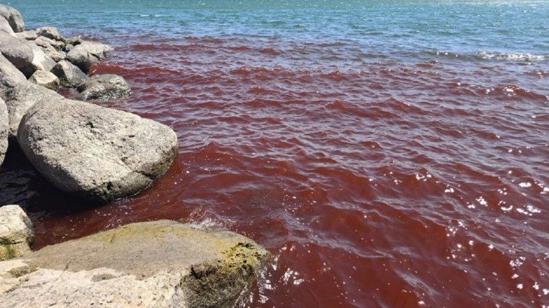 Israel: Sea of Galilee Turns Blood Red Due to Green Microalga Botryococcus braunii, Authorities Say Laboratory Testing Found No Health Risk (See Photos and Videos)