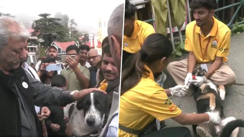 GPS Collars, QR Codes for Dogs in Shimla: Civic Body Launches GPS-Enabled Collars With QR Codes To Monitor Stray Dogs, Vaccinates 2,000 Canines As Programme Aims for First Dog Census in Country