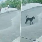 Dog Attack in Udaipur: 3 Stray Dogs Attack Minor Boy Playing Outside His Residence in Gautam Vihar Colony, Drag and Bite Child Before His Mother Rescues Him; Terrifying Video Surfaces