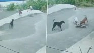Dog Attack in Udaipur: 3 Stray Dogs Attack Minor Boy Playing Outside His Residence in Gautam Vihar Colony, Drag and Bite Child Before His Mother Rescues Him; Terrifying Video Surfaces
