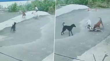 Dog Attack in Udaipur: 5-Year-Old Boy Attacked by Stray Dogs in Rajasthan, Father of Victim Hits Out at Dog Lovers Protesting Against Supreme Court’s Order