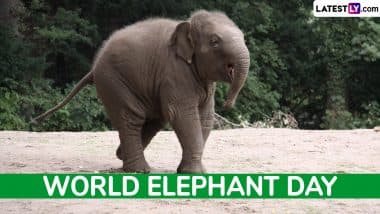 World Elephant Day: Funny Baby Elephant Photos and Fun Facts To Make You Smile