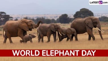 Why Is 12 August Chosen As World Elephant Day and Its Historical Significance? Know Theme For 2025