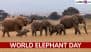 World Elephant Day 2025 Date, Theme, History and Significance: Why Do We Celebrate World Elephant Day? What To Do on World Elephant Day? Everything To Know