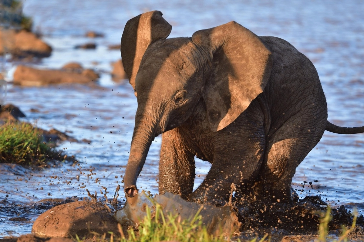 Elephants are excellent swimmers and can use their trunks as snorkels.