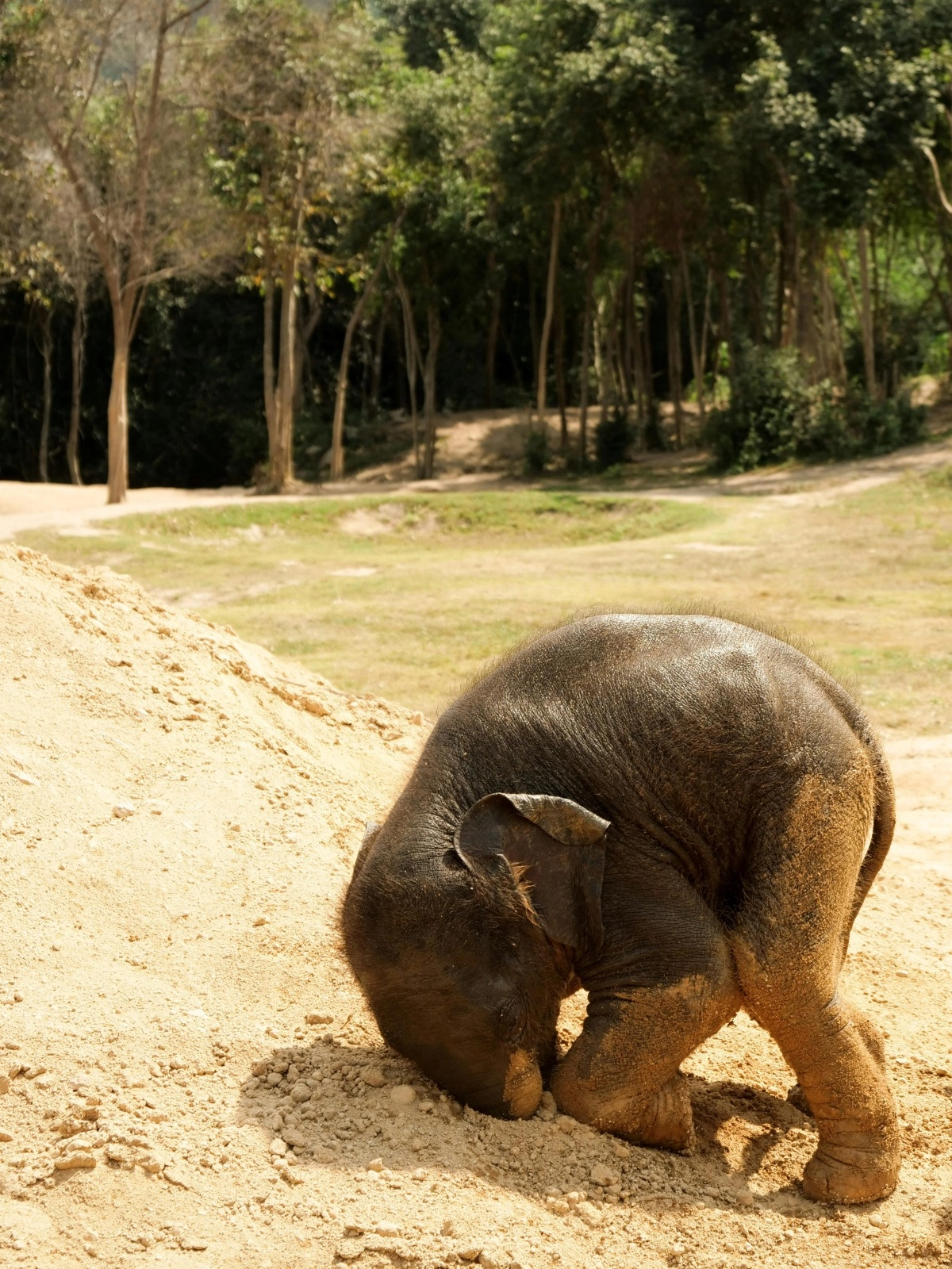 Elephants mourn their dead and have been seen performing burial-like rituals.