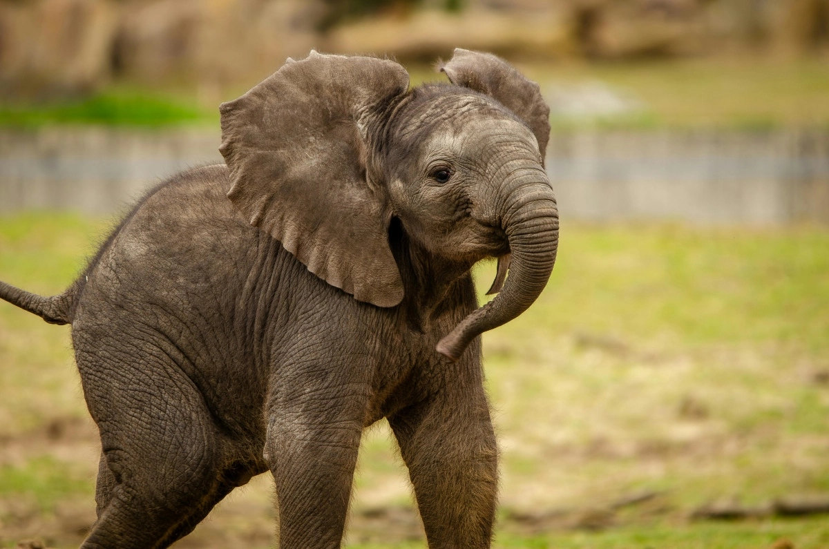 No two elephants have the same ear shape — it’s like their fingerprint.