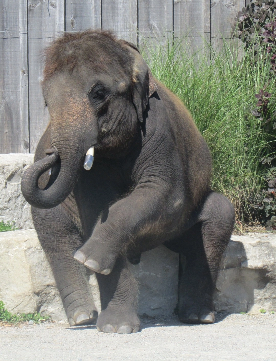 Elephants can recognise themselves in a mirror, showing high intelligence.