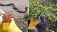 Dehradun: Narrow Escape for Forest Team As King Cobra Attacks Them During Rescue in Uttarakhand&rsquo;s Bhaunwala Village, Video Surfaces