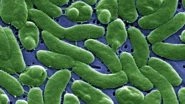 What Is Vibrio Vulnificus? Know All About Flesh-Eating Bacteria That Killed 2 in US