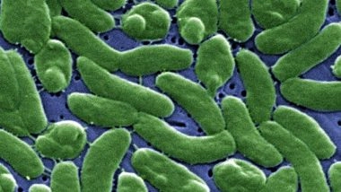 What Is Vibrio Vulnificus? Know All About Flesh-Eating Bacteria That Killed 2 in US