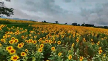 Onam 2025: Kerala Tourism Cell Organises Special Bus to Flower Fields of Karnataka’s Gundlupet During Festival