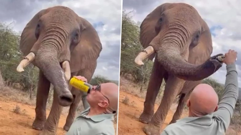 Animal Cruelty Caught on Camera: Old Video of Spanish Tourist Pouring Beer Into Elephant’s Trunk at Wildlife Sanctuary in Kenya Goes Viral, Probe Launched