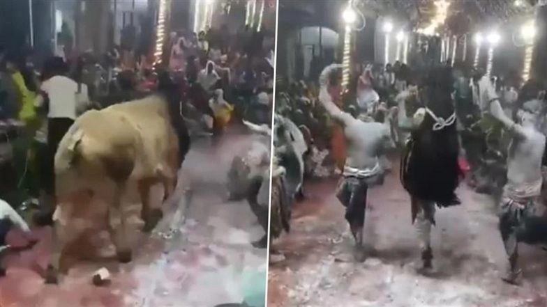 Bull Attack in Farrukhabad: Several Injured After Bull Rams Into Crowd During Shiv Tandav Performance in Uttar Pradesh; Video Surfaces