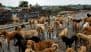 ‘Make the Streets Completely Free of Stray Dogs’: Supreme Court Orders Immediate Removal of Dogs From Delhi-NCR Streets