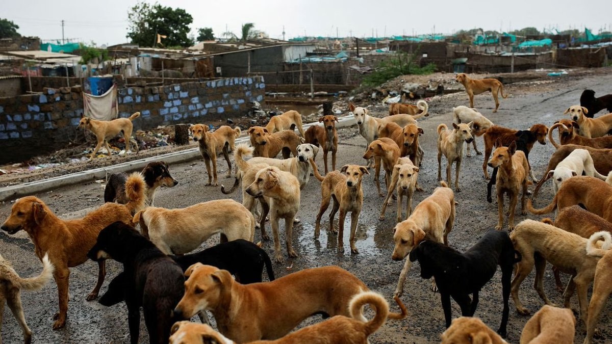 India News Delhi Protects Stray Dog Feeding Warns Against Harassing india-news-delhi-protects-stray-dog-feeding-warns-against-harassing