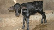 Kolhapur: 2 Headed Buffalo Calf Born in Maharashtra&rsquo;s in Banage Village, Video Surfaces
