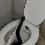 Cobra Found on Toilet Seat in Kota: Panic in Hostel of JK Lone Hospital As Venomous Snake Slithers Into Bathroom Through Commode, Video Surfaces
