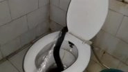 Cobra Found on Toilet Seat in Kota: Panic in Hostel of JK Lone Hospital As Venomous Snake Slithers Into Bathroom Through Commode, Video Surfaces