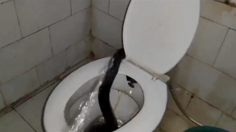 Cobra Found on Toilet Seat in Kota: Panic in Hostel of JK Lone Hospital As Venomous Snake Slithers Into Bathroom Through Commode, Video Surfaces