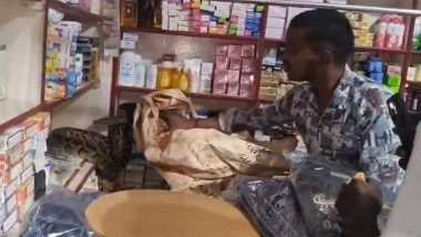 Python in Kushinagar: 8-Foot-Long Snake Found Curled Up Inside Shop in Uttar Pradesh, Rescued (Watch Video)