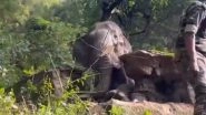Elephant Rescue Viral Video: Jumbo Falls Into Water Tank in Nilgiris, Tamil Nadu Forest Department Saves It in Daring Operation