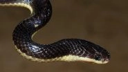 Andhra Pradesh: Drunk Man Bites Off Venomous Black Krait Snake&rsquo;s Head in Revenge After Being Bitten in Tirupati, Sleeps With Carcass