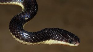 Snake Breeding Bust in China: Man Jailed After High Electricity Usage Exposes Illegal 300-Python Apartment Farm