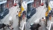 Stray Cattle Menace in Lucknow: 2, Including Child, Injured Being Attacked by Cattle in Uttar Pradesh; Chilling Video Surfaces