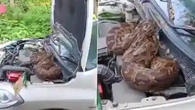 Snake Found in Barabanki: 7-Foot Long Python Found Curled Up Inside BJP Leader’s Car in Uttar Pradesh, Rescued (Watch Video)