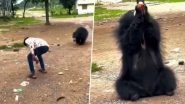 Kanker: Youth Feeds Cold Drink to Wild Bear for Instagram Reel In Chhattisgarh, Forest Department Respond After Video Goes Viral