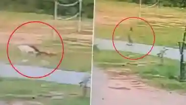 Dog Attack in Telangana: 3 Stray Dogs Drag and Maul 5-Year-Old Girl in Muthyampalli Village, Disturbing CCTV Video Surfaces